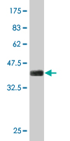 1 - SIX4 Antibody (monoclonal) (M09) AT3896a