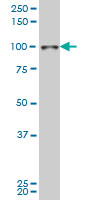 1 - SIX4 Antibody (monoclonal) (M09) AT3896a