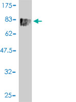1 - SLC18A1 Antibody (monoclonal) (M01) AT3903a