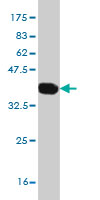 1 - SLC22A13 Antibody (monoclonal) (M01) AT3908a