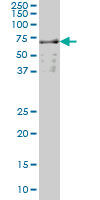 1 - SLC22A13 Antibody (monoclonal) (M01) AT3908a