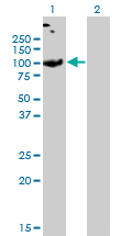 1 - SLC26A2 Antibody (monoclonal) (M04) AT3914a