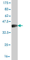 1 - SLC26A5 Antibody (monoclonal) (M04) AT3916a