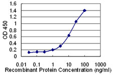 10 - SLC36A2 Antibody (monoclonal) (M04) AT3923a