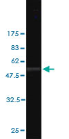1 - SLC45A2 Antibody (monoclonal) (M02) AT3926a