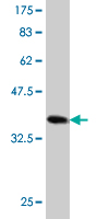 1 - SMAD7 Antibody (monoclonal) (M05) AT3948a