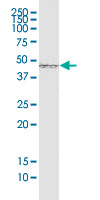 1 - SMAD7 Antibody (monoclonal) (M05) AT3948a