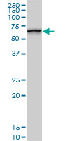 1 - SMARCD2 Antibody (monoclonal) (M02) AT3953a
