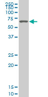 1 - SMARCD2 Antibody (monoclonal) (M02) AT3953a