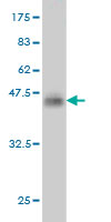 1 - SNAPC4 Antibody (monoclonal) (M01) AT3975a