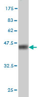 1 - SNAPC4 Antibody (monoclonal) (M04) AT3976a