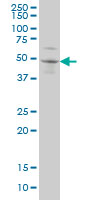 1 - SOX3 Antibody (monoclonal) (M04) AT3997a