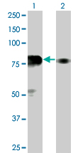1 - SP100 Antibody (monoclonal) (M02) AT4006a