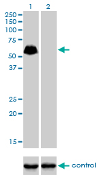 1 - SP100 Antibody (monoclonal) (M02) AT4006a