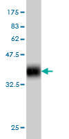 1 - SPATA2 Antibody (monoclonal) (M01) AT4017a