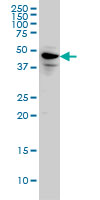 1 - SPATA2 Antibody (monoclonal) (M01) AT4017a