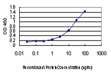 10 - SPG3A Antibody (monoclonal) (M03) AT4019a