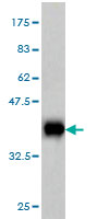 1 - SPG3A Antibody (monoclonal) (M03) AT4019a