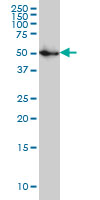 1 - SPG3A Antibody (monoclonal) (M03) AT4019a