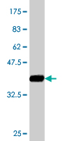 1 - SPG3A Antibody (monoclonal) (M10) AT4020a