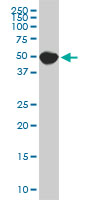 1 - SPG3A Antibody (monoclonal) (M10) AT4020a