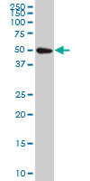 1 - SPG3A Antibody (monoclonal) (M10) AT4020a