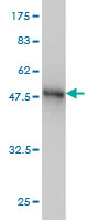 1 - SPRR3 Antibody (monoclonal) (M01) AT4030a