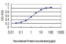 10 - SPRY1 Antibody (monoclonal) (M01) AT4031a
