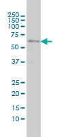 1 - SRCRB4D Antibody (monoclonal) (M01) AT4034a