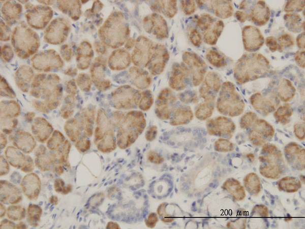 2 - SRGAP1 Antibody (monoclonal) (M03) AT4039a