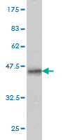 1 - SRGAP1 Antibody (monoclonal) (M03) AT4039a