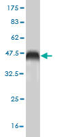 1 - SRI Antibody (monoclonal) (M01) AT4040a