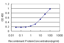 10 - SSH2 Antibody (monoclonal) (M07) AT4045a