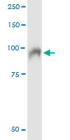 5 - SSH3 Antibody (monoclonal) (M01) AT4046a
