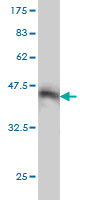 1 - STAC Antibody (monoclonal) (M01) AT4054a