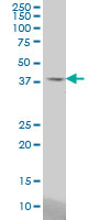 1 - STAC Antibody (monoclonal) (M01) AT4054a