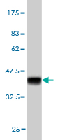 1 - STAG2 Antibody (monoclonal) (M01) AT4056a