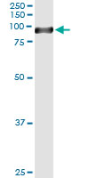 5 - STAT4 Antibody (monoclonal) (M01) AT4063a