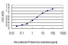 10 - STAU2 Antibody (monoclonal) (M03) AT4070a