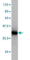 1 - STAU2 Antibody (monoclonal) (M03) AT4070a
