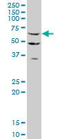 1 - STAU2 Antibody (monoclonal) (M03) AT4070a