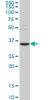1 - STAU2 Antibody (monoclonal) (M03) AT4070a