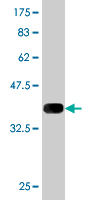 1 - STAU2 Antibody (monoclonal) (M10) AT4071a
