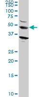 1 - STAU2 Antibody (monoclonal) (M10) AT4071a
