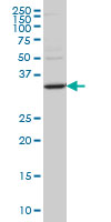 1 - STAU2 Antibody (monoclonal) (M10) AT4071a
