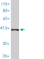 1 - STK32A Antibody (monoclonal) (M01) AT4079a