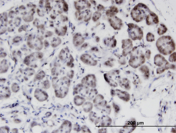 2 - STK40 Antibody (monoclonal) (M04) AT4090a