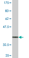 1 - STK40 Antibody (monoclonal) (M04) AT4090a