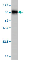 1 - SUOX Antibody (monoclonal) (M01) AT4105a