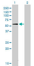 1 - SUOX Antibody (monoclonal) (M01) AT4105a